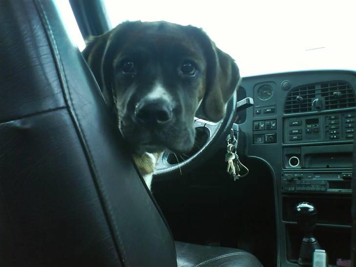 Blanding af racer Baloo mastiff / boxer - 4 måneder, og det er mig der styre :b ´ billede 1