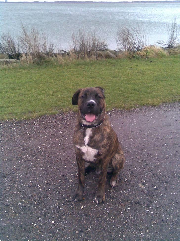 Blanding af racer Baloo mastiff / boxer - En dejlig tur :b billede 2