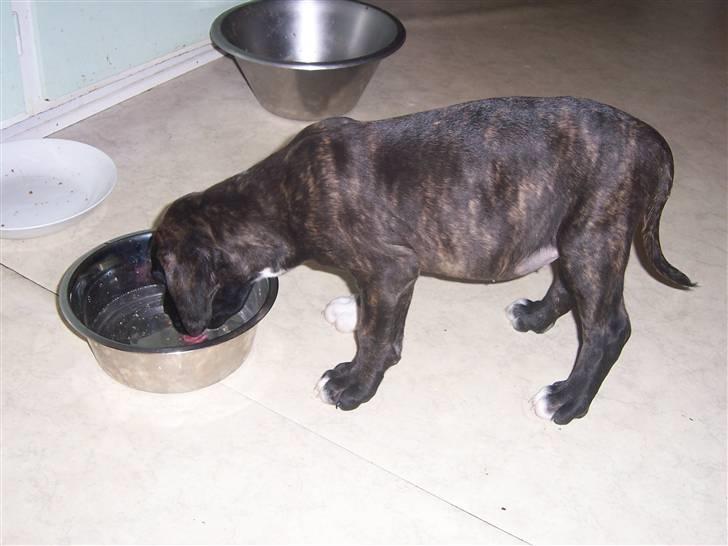 Blanding af racer My billede 5