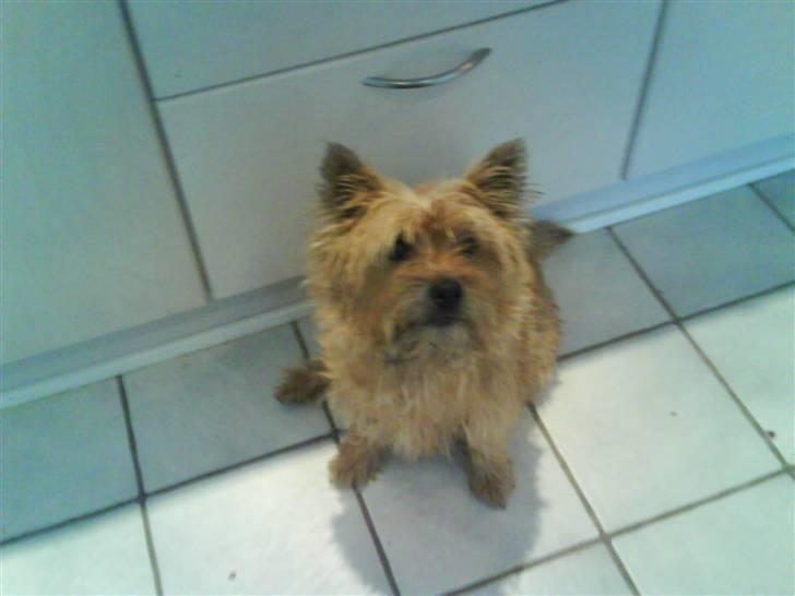 Cairn terrier chilli billede 1