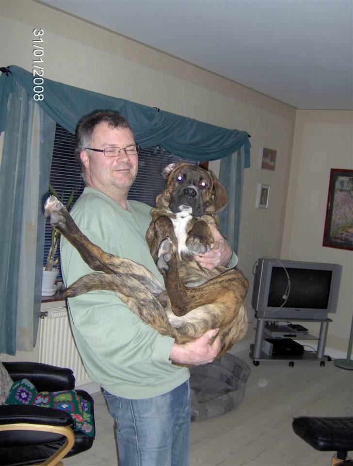 Blanding af racer Baloo mastiff / boxer - Kun 44 kg , lille hund :b billede 3