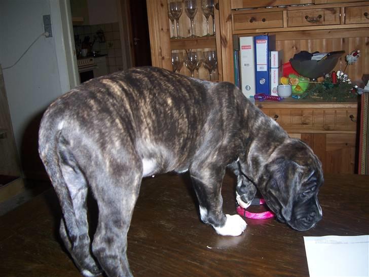 Blanding af racer My billede 6