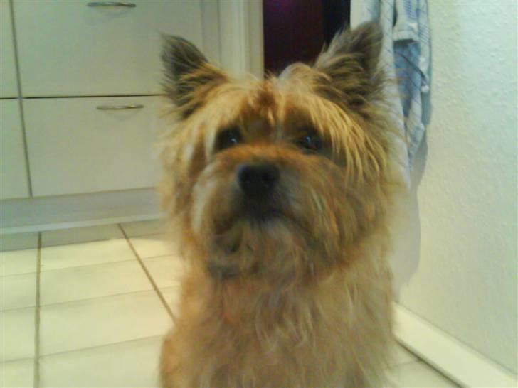 Cairn terrier chilli billede 2
