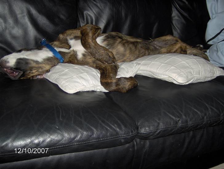 Blanding af racer Baloo mastiff / boxer - Så er der det tid til en lur i sofaen billede 4