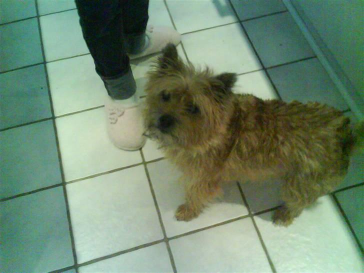 Cairn terrier chilli billede 3