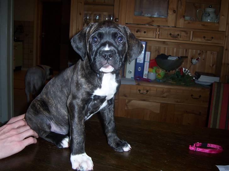 Blanding af racer My billede 7