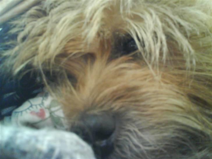 Cairn terrier chilli billede 4