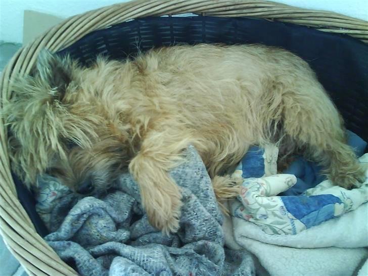 Cairn terrier chilli billede 5