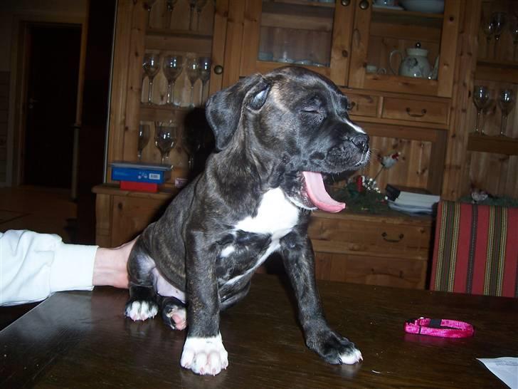 Blanding af racer My billede 8