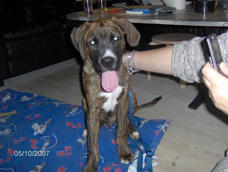 Blanding af racer Baloo mastiff / boxer - Den dag vi fik Baloo billede 5