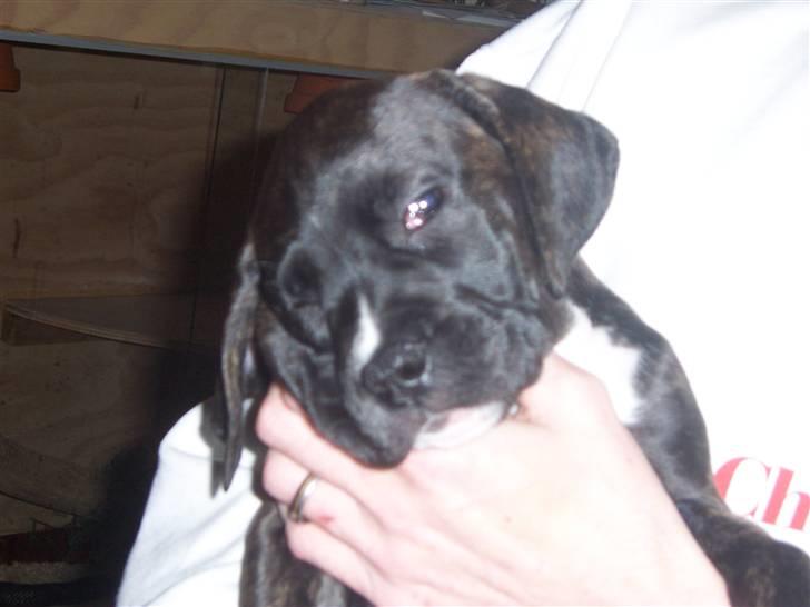 Blanding af racer My billede 9