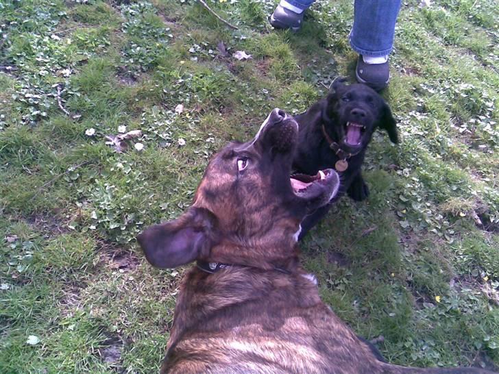 Blanding af racer Baloo mastiff / boxer - Selvom man er stor, elsker han at lege med hvalpe :b billede 6