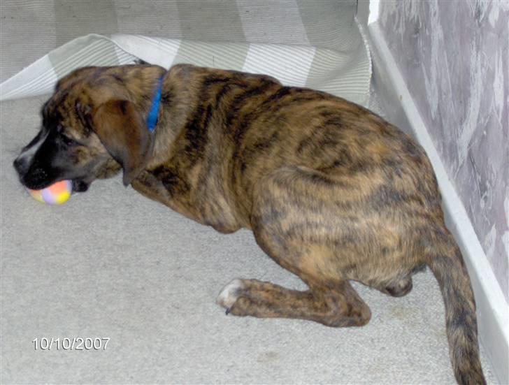 Blanding af racer Baloo mastiff / boxer - Det smager godt :b billede 7