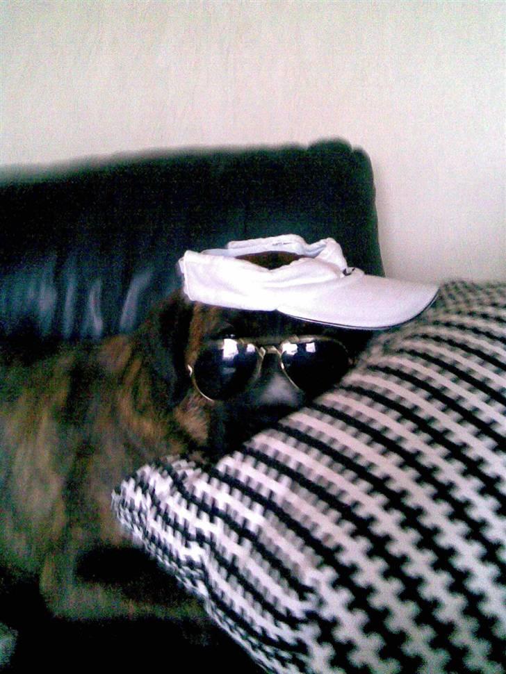 Blanding af racer Baloo mastiff / boxer - Er jeg ik sejr, lige til en tur i byen :p billede 8