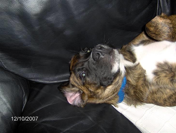 Blanding af racer Baloo mastiff / boxer - Det godt man kan slappe af :b billede 9
