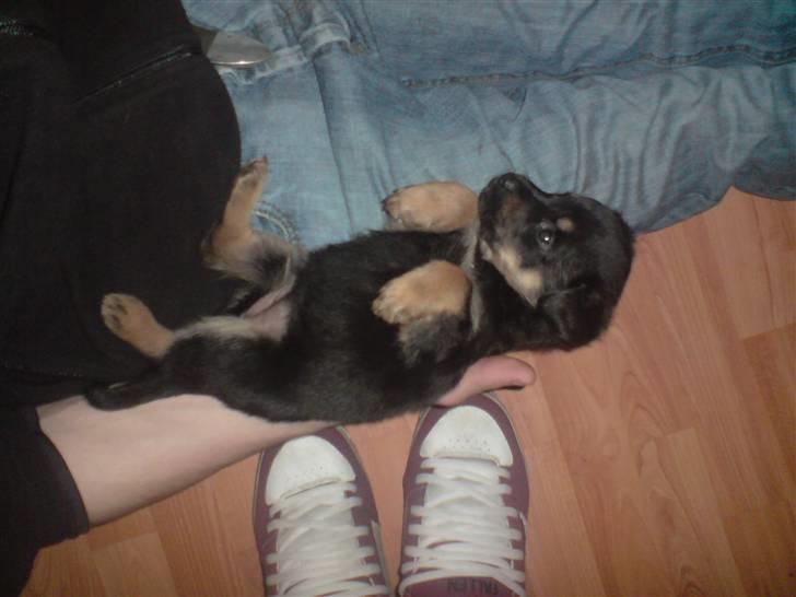Blanding af racer Maggie - Maggie som ligger hos Anders (5 uger og 1 dag) billede 11