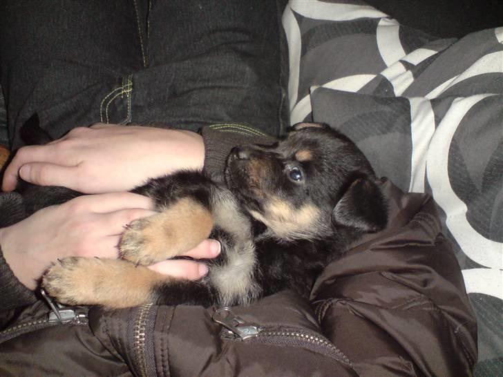 Blanding af racer Maggie - Maggie som ligger ved min søster (5 uger og 2 dage) billede 12