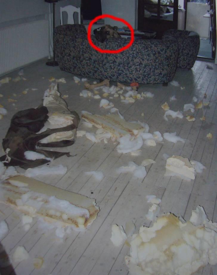 Grand danois Creo´s Vermeil - billede fra den dag vi kom hjem og vermeil havde splittet en lænestol i stumper og stykker billede 10