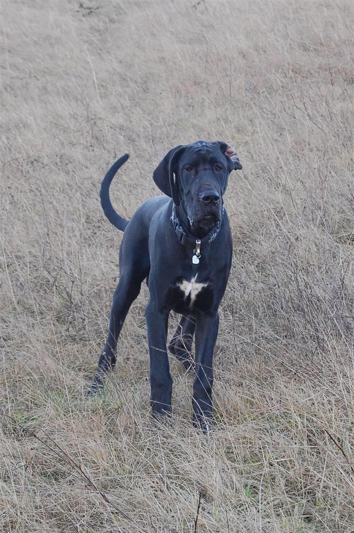 Grand danois WINTHER'S ARMARNI - 6 mdr. gammel billede 15