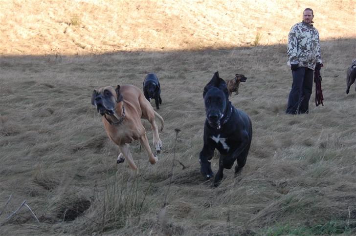 Grand danois WINTHER'S ARMARNI - fuuuuuuuuuuuuuld fart frem billede 16