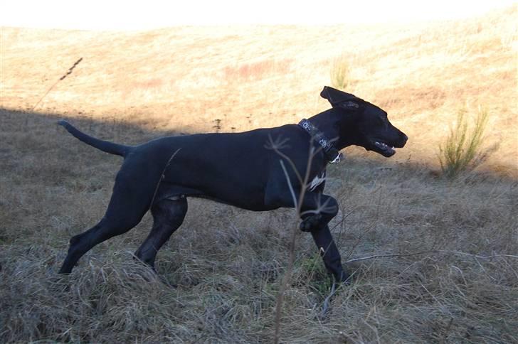 Grand danois WINTHER'S ARMARNI - jeg kommer nu.....veeeeeeeeeeeeeeent billede 17