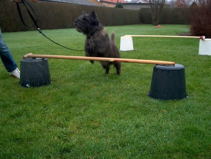 Cairn terrier Buster billede 8