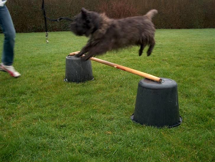 Cairn terrier Buster billede 9