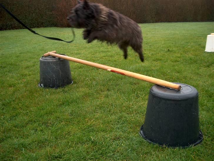 Cairn terrier Buster billede 10