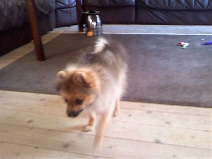 Pomeranian King billede 9