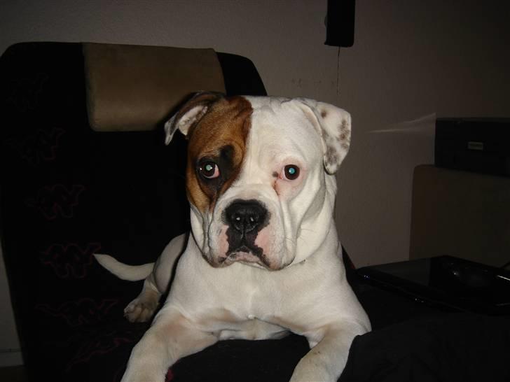 Amerikansk bulldog kenzie billede 7