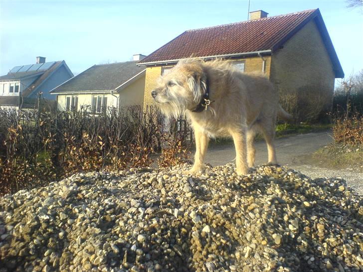 Border terrier Bamse billede 16