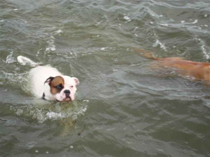 Amerikansk bulldog kenzie billede 8