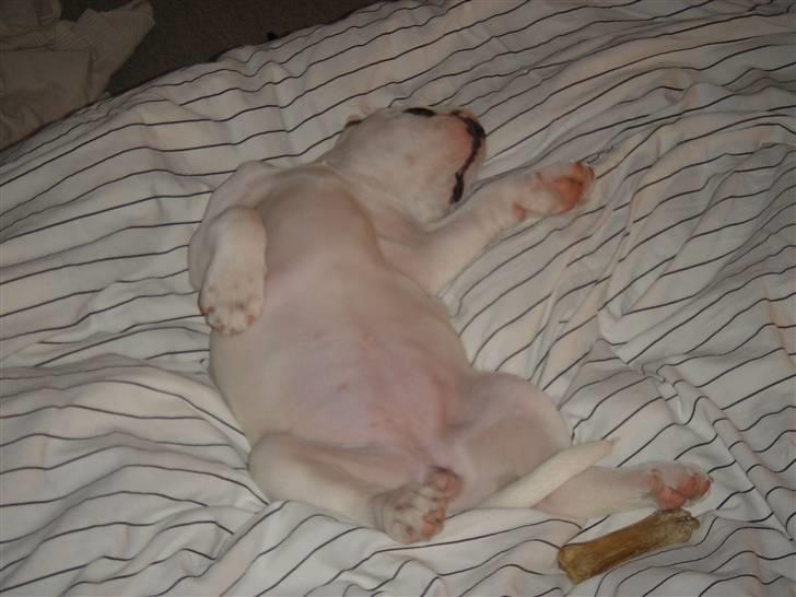 Amerikansk bulldog kenzie billede 9