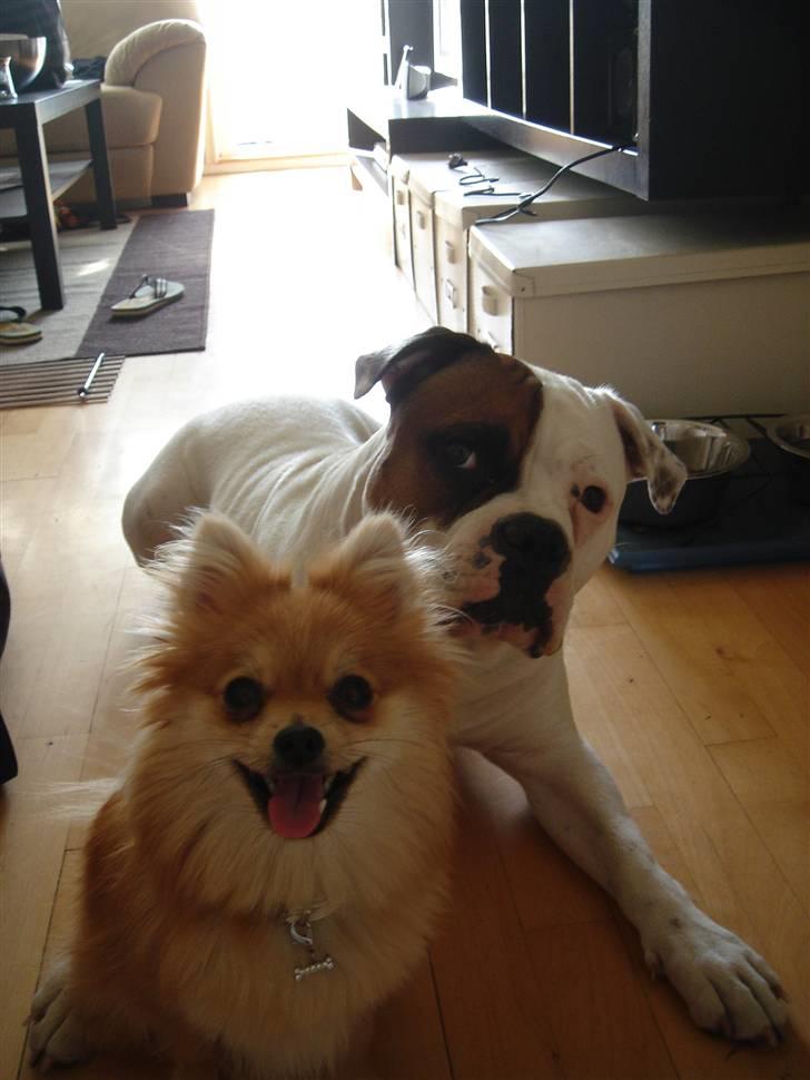 Amerikansk bulldog kenzie billede 10