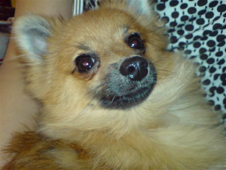 Pomeranian King billede 10