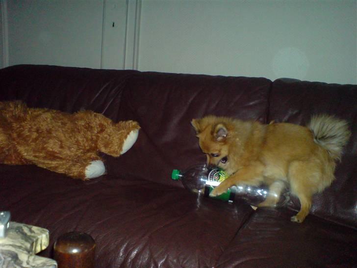 Pomeranian King billede 11