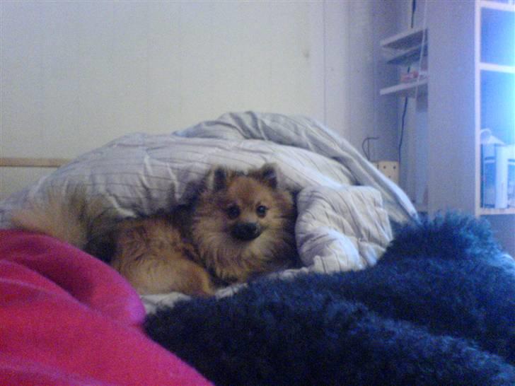 Pomeranian King billede 12