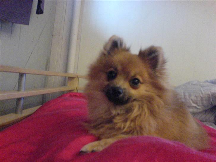 Pomeranian King billede 13