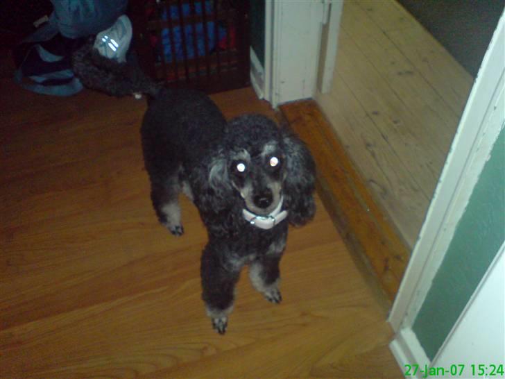 Pudelpointer vinnie billede 6