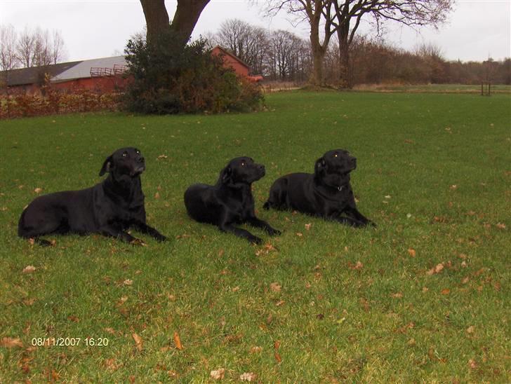 Labrador retriever emma  ( I himlen )- sasja - mig i midten.. mor til højer og bedste til venstra ( hun er skrap )  billede 8