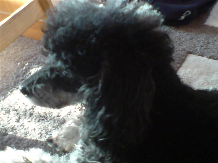 Pudelpointer vinnie billede 7