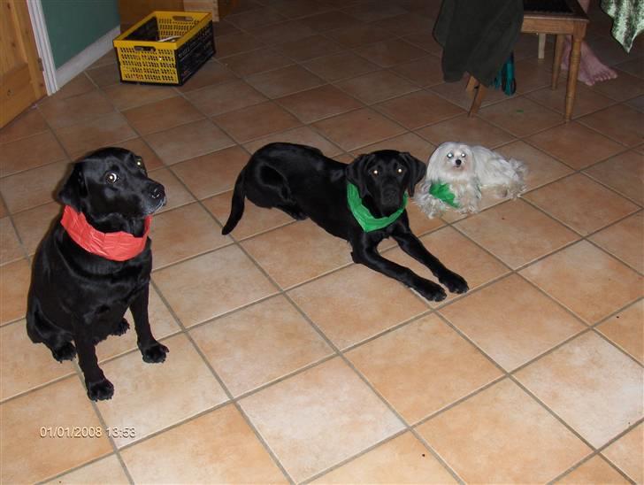 Labrador retriever emma  ( I himlen )- sasja - se hvor fine vi er til nytår billede 9