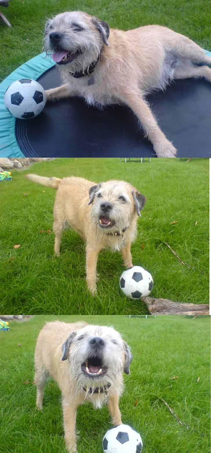 Border terrier Bamse - mig jeg tager bare en slapper<33 billede 18