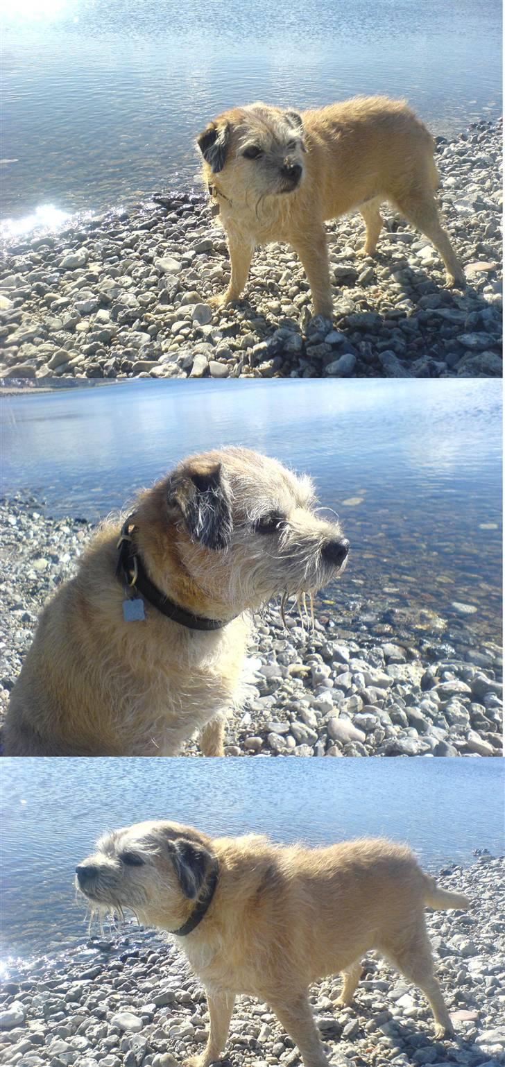 Border terrier Bamse - fotomodel billede 19