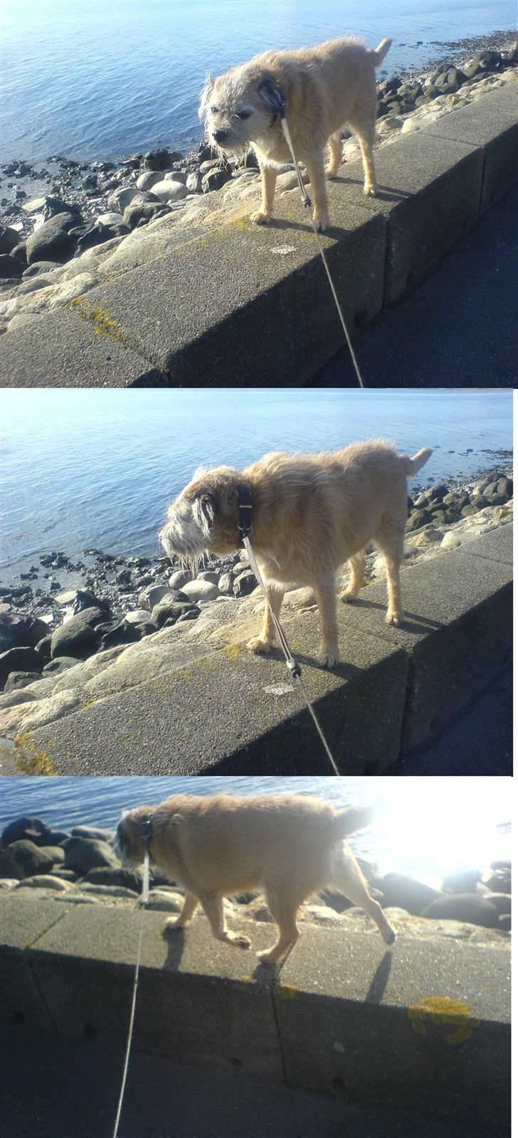 Border terrier Bamse billede 20