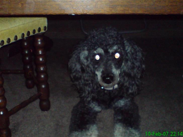 Pudelpointer vinnie billede 9