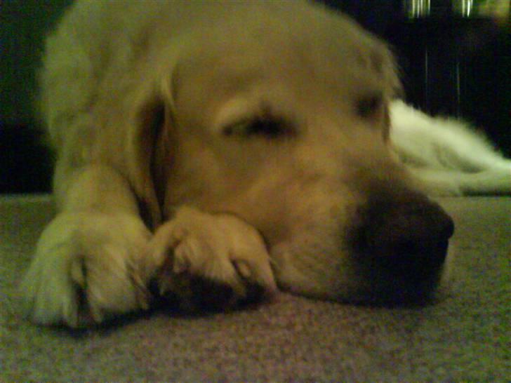 Golden retriever buma billede 1