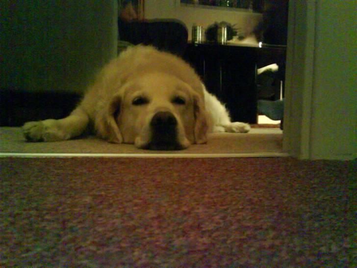 Golden retriever buma billede 2