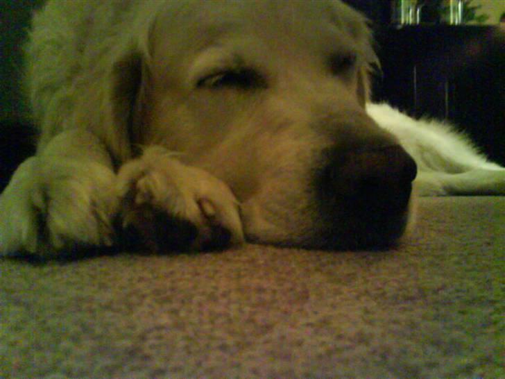 Golden retriever buma billede 3