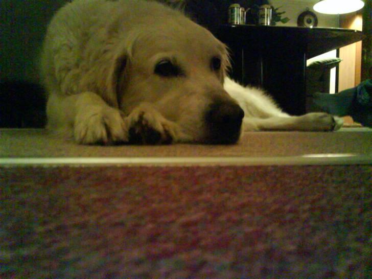 Golden retriever buma billede 5